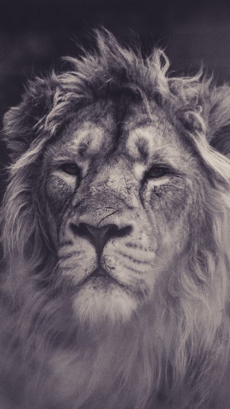 Lion Sight Wallpaper