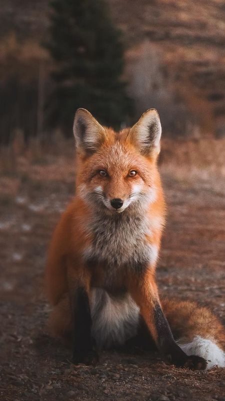 Fox | Wild Animal Wallpaper