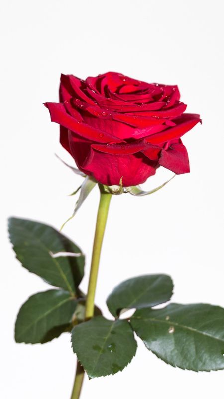 Red Rose | Rose | Red Wallpaper