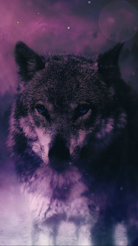 dark Wolf Wallpaper