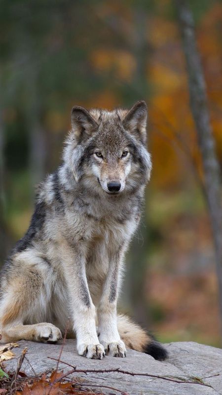 Wolf | Wild Wallpaper