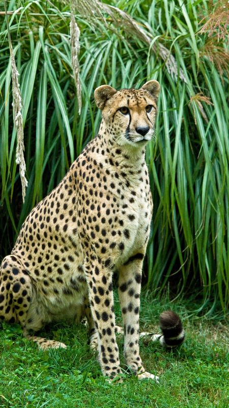 Cheetah | Jungle | Animal Wallpaper