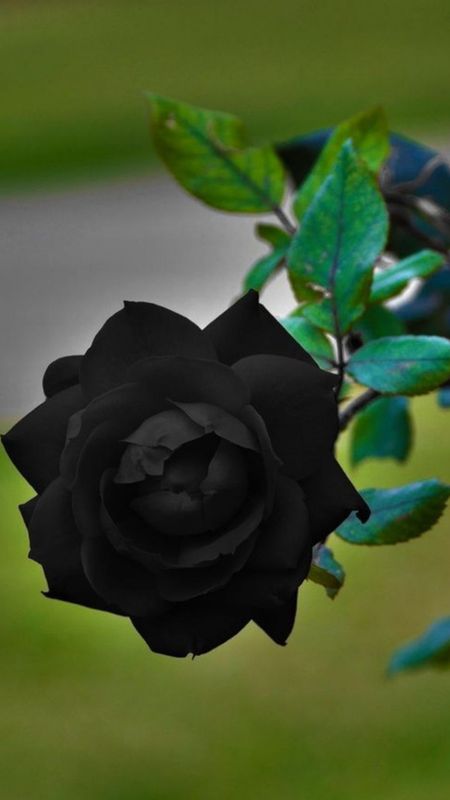 Black Rose | Adorable Rose Wallpaper