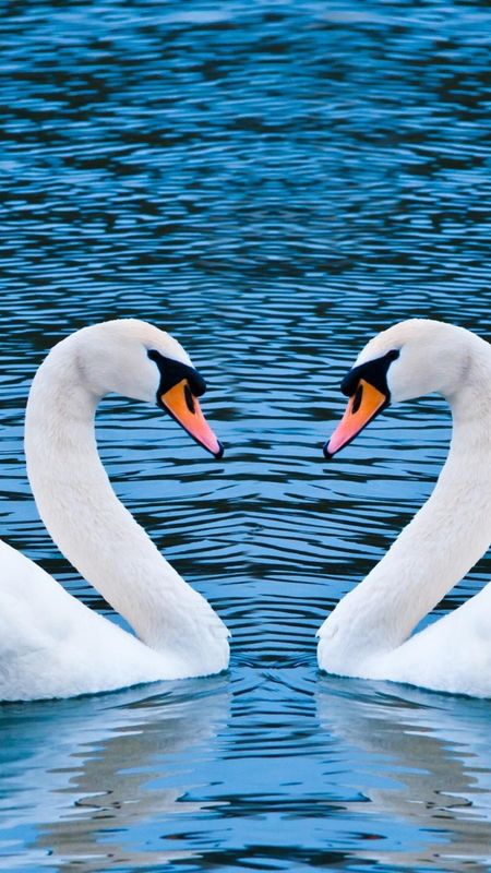 Love Birds Wallpaper Download Mobcup