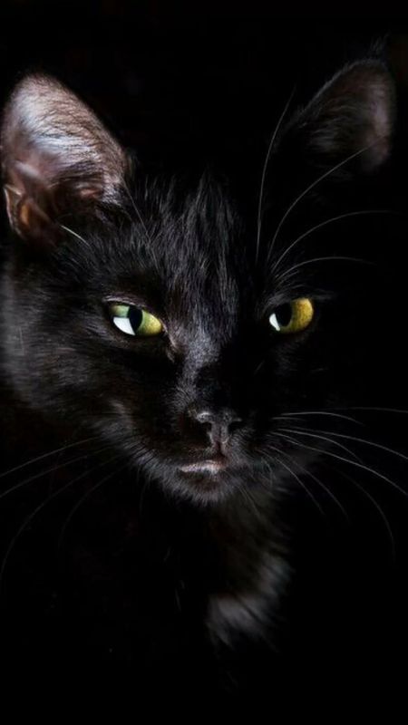Black Colour | Black Colour Cat | Black Cat Wallpaper