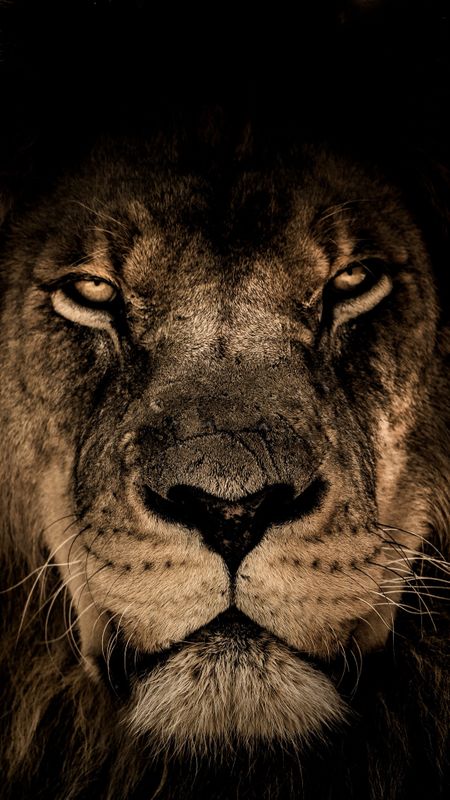 Lion Muzzle Wallpaper