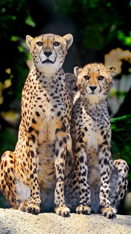 Cheetah | Cheetah Couple Wallpaper