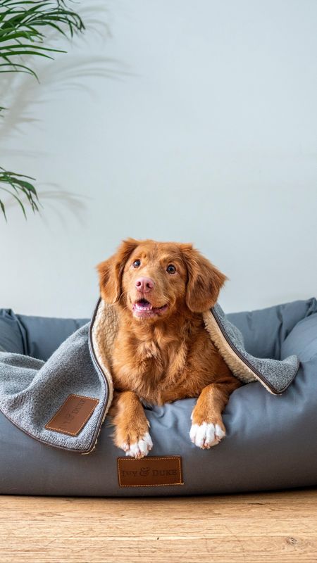 Brown Dog in Blanket Wallpaper