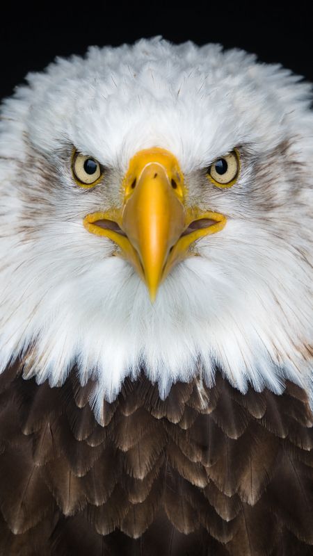 Angry Eagle Wallpaper