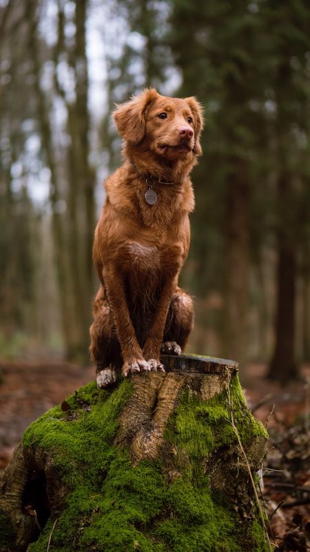 Sitting Brown Dog Wallpaper