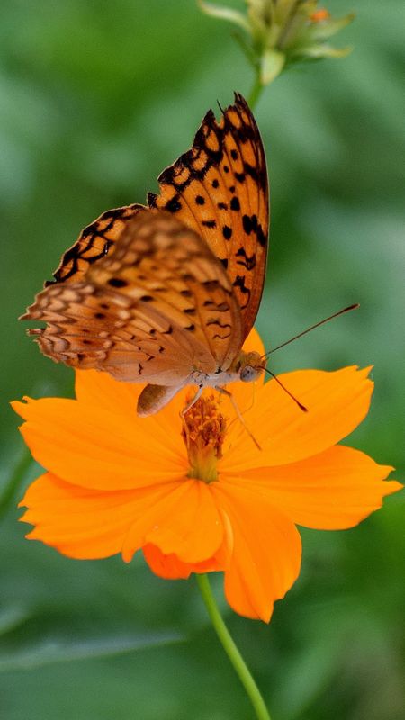 Butterfly on Yellow Flower Wallpaper