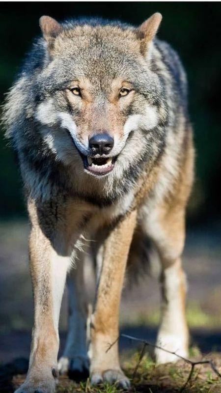 Wolf | Wild Wolf Wallpaper