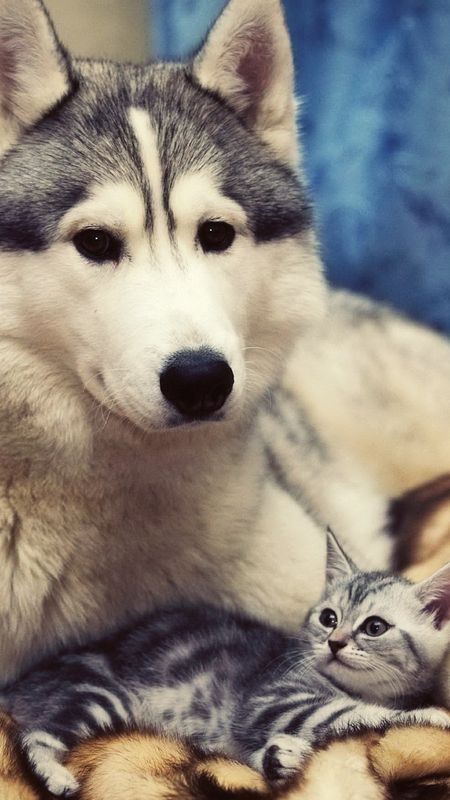 Cat And Dog - Animal - Husky Cat Wallpaper