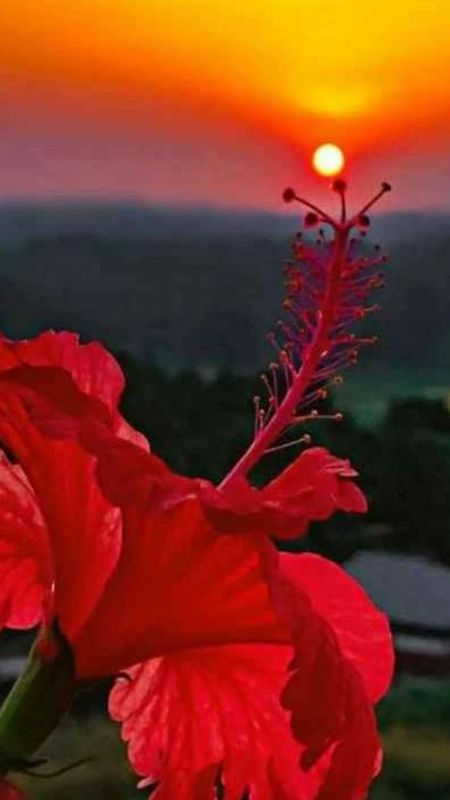 Flower with sun set Wallpaper