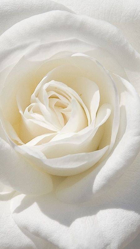 White Flowers | Adorable White | Adorable White Flowers Wallpaper