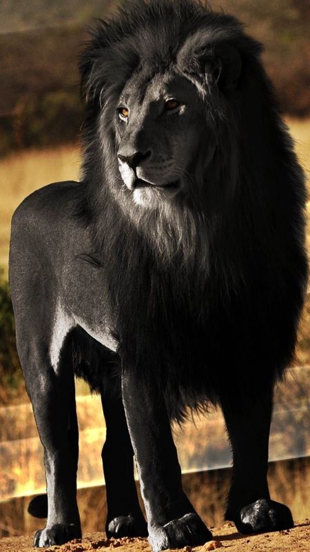 Black Lion - Wild Animal Wallpaper