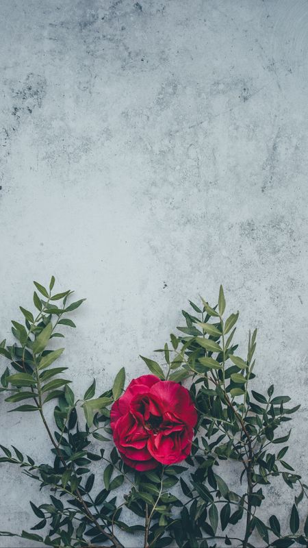 wild rose Wallpaper