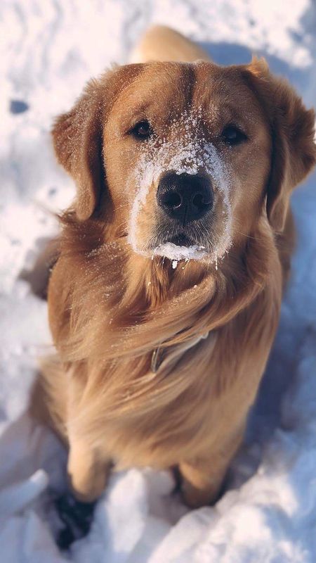 Sweet Dog in the Snow Wallpaper