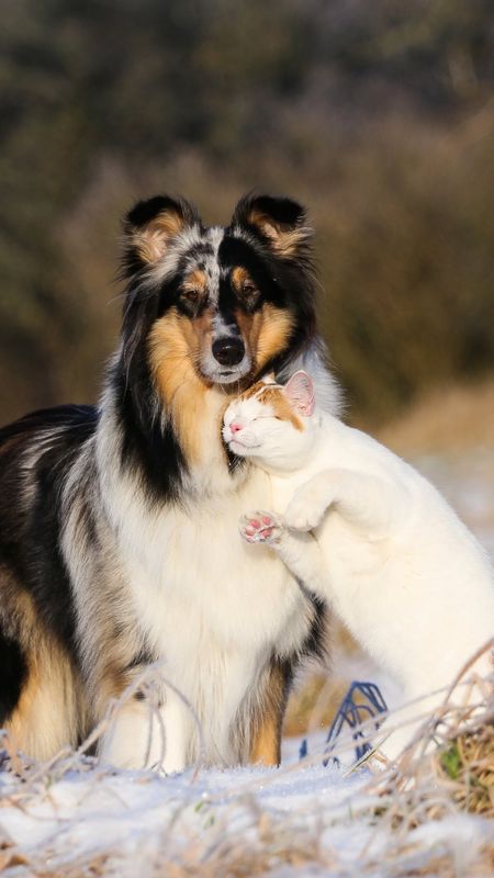 Cat And Dog - Collie Dog - Cat Hug Wallpaper