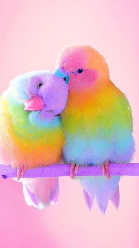 Love Birds | Love | Birds Wallpaper