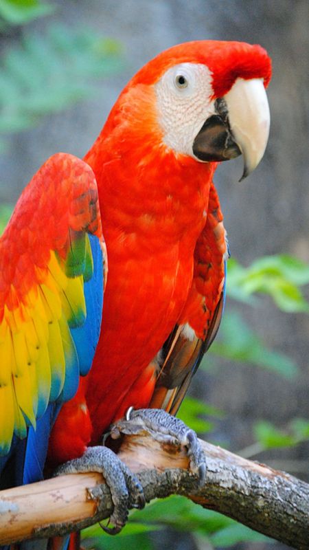 Parrot | Adorable Wallpaper