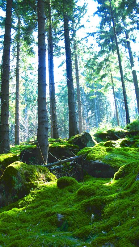 Forest | Green Trees Natural Forest Wallpaper