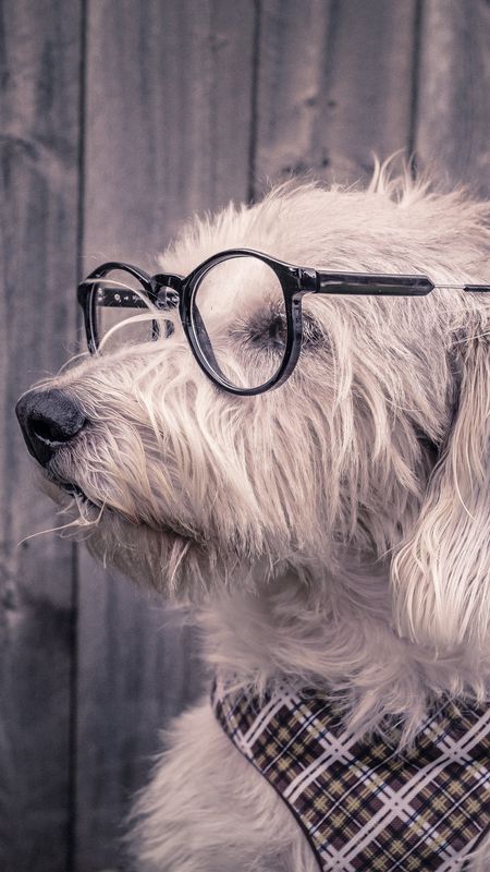 Cute Dog in Spects Wallpaper