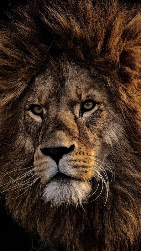 Lion Face Wallpaper