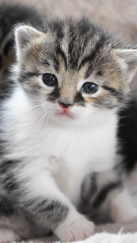 Cute Baby Cat | Adorable Baby Cat | Cat Wallpaper