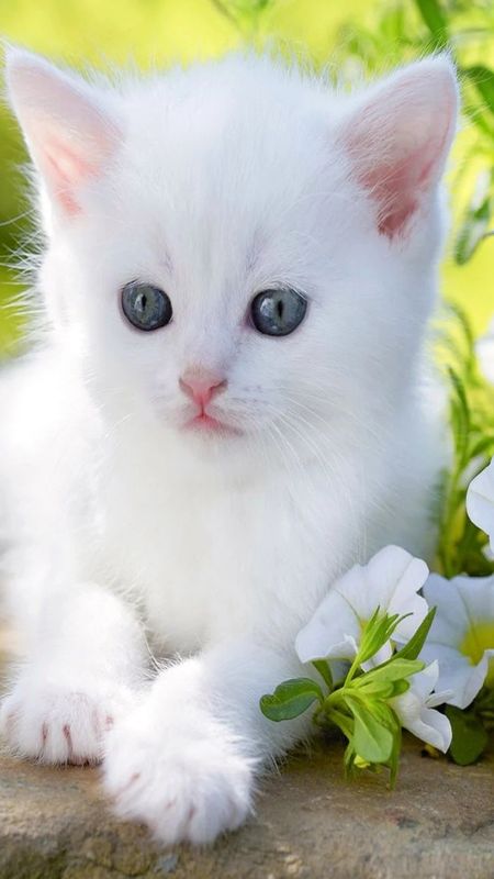 Cute Baby Cat - White Cat - Small Baby Wallpaper