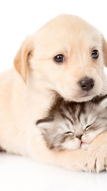 Cat And Dog-Cute kitten and puppy Wallpaper