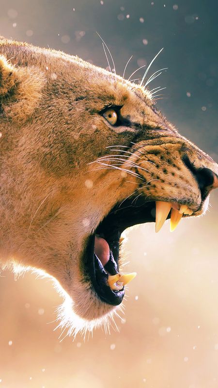 Angry Lion Wallpaper