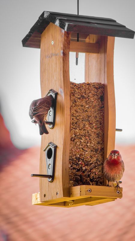 Birds on the wooden feed dispenser Wallpaper