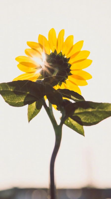 Sunflower Mobile Phone Wallpaper Wallpaper
