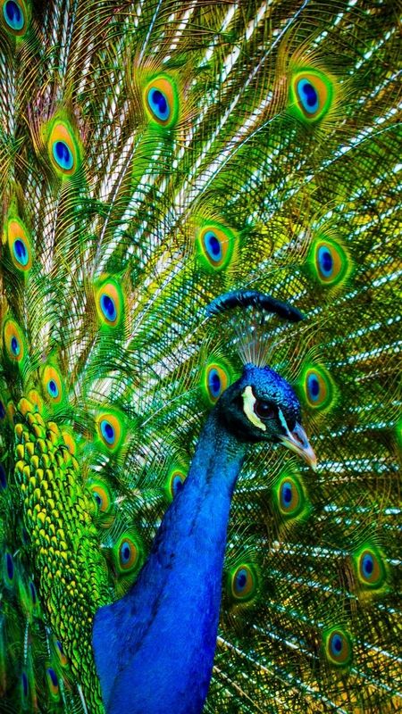 Peacock Feather - Peacock - India National Bird Wallpaper