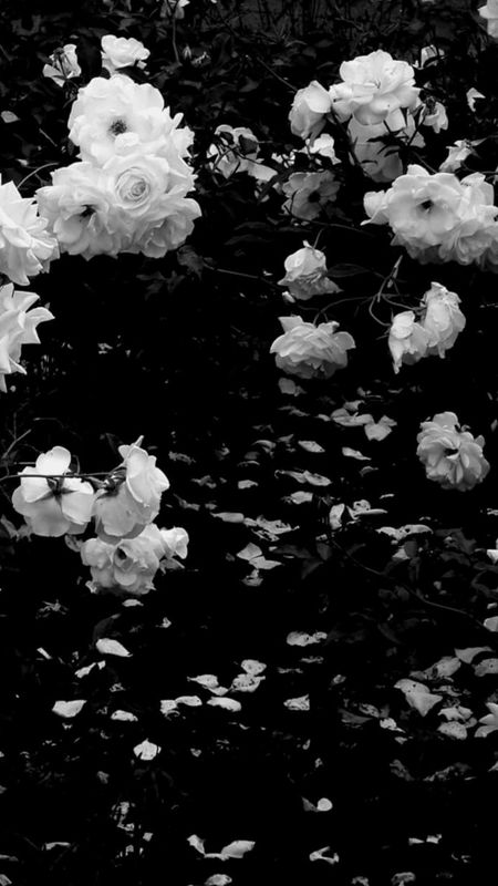Black Aesthetic | Black Aesthetic Flowers Wallpaper