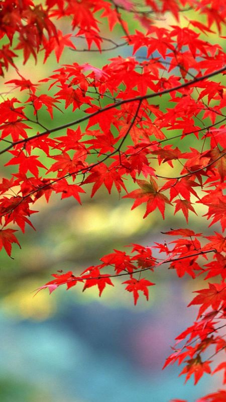 HD Colourful Wallpaper