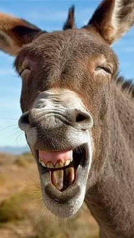 Funny | Funny Donkey Wallpaper