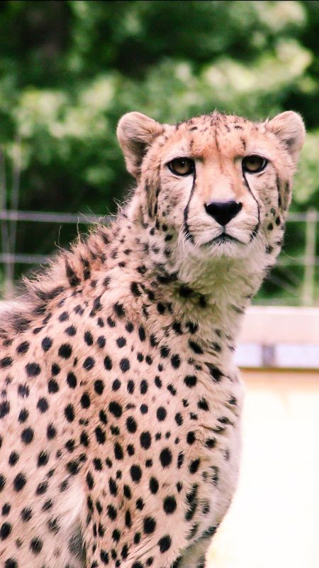 Cheetah | Animal Leopard Wallpaper