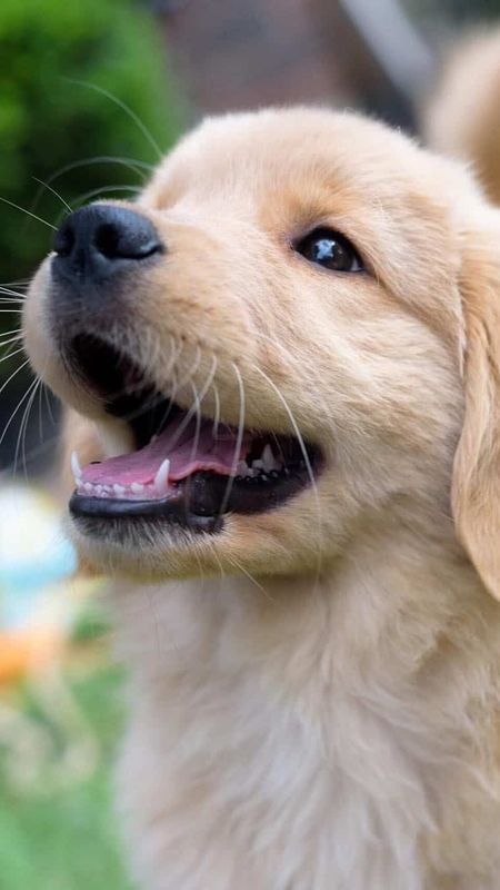 Cute Dog | Dog Wallpaper