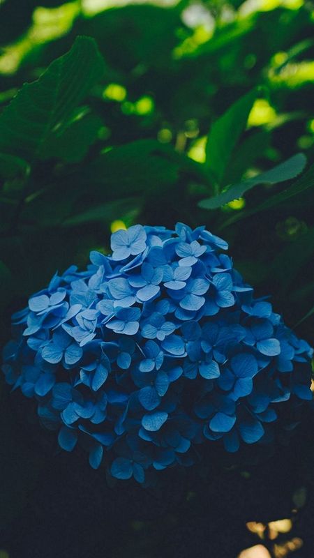 Blue flower Wallpaper