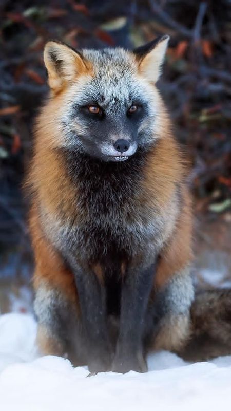 Fox | Animal Wallpaper