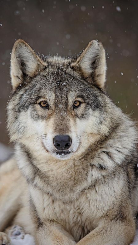 Wolf | Wild Animal Wolf Wallpaper