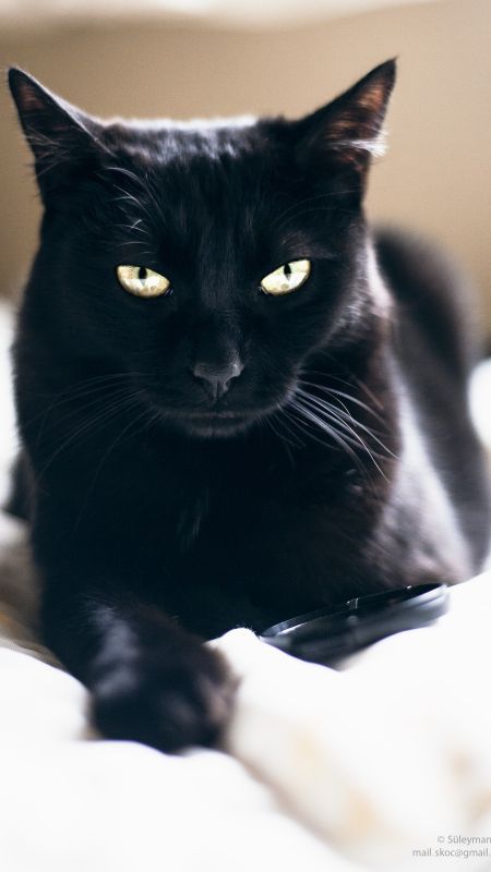 Black Cat | Adorable Cat | Adorable Kitty Wallpaper