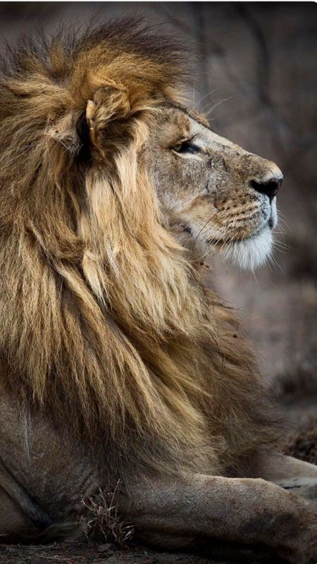 Lion | Animal Wallpaper