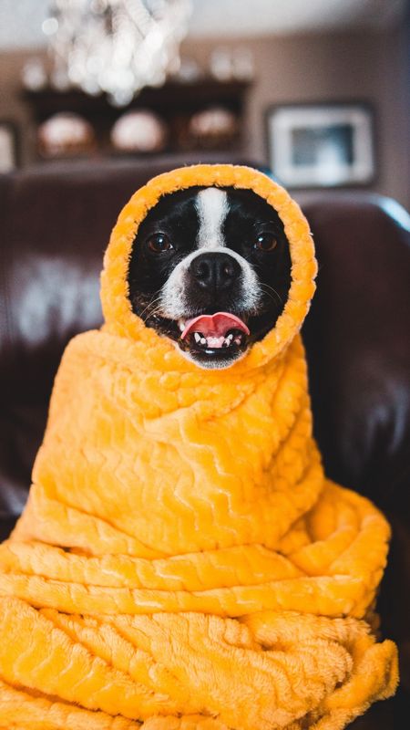 Dog In Yellow Blanket Wallpaper