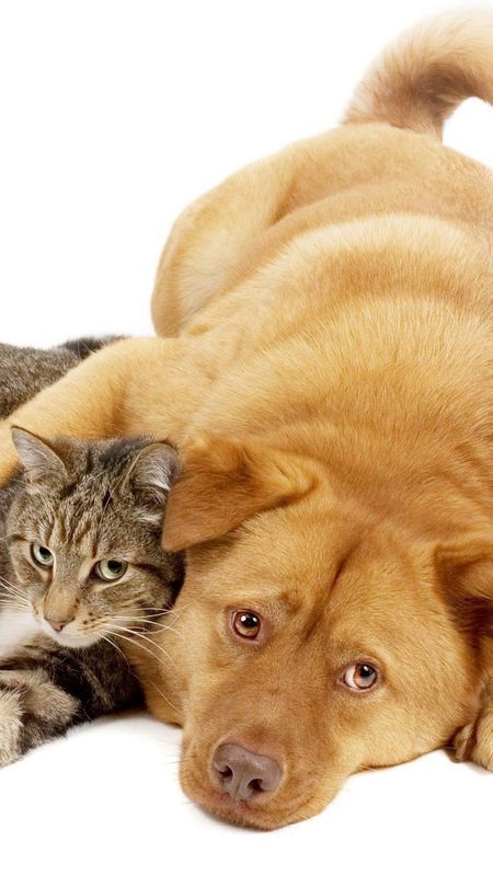 Cat And Dog - Cute Animals - Cat Wallpaper