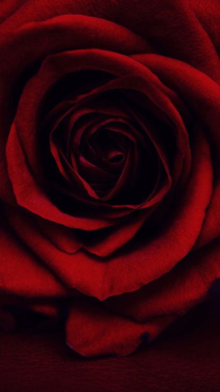Red Rose | Red Artificially Rose Wallpaper