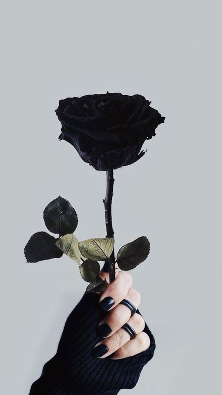 Black Colour | Black Colour Flower | Black Rose Wallpaper