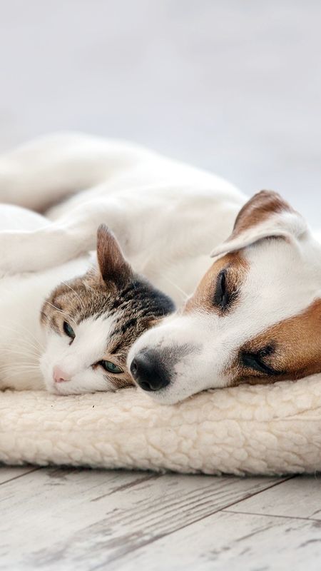 Cat And Dog - White Dog - White Cat Wallpaper